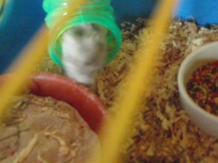 Dværghamster Biancha billede 7