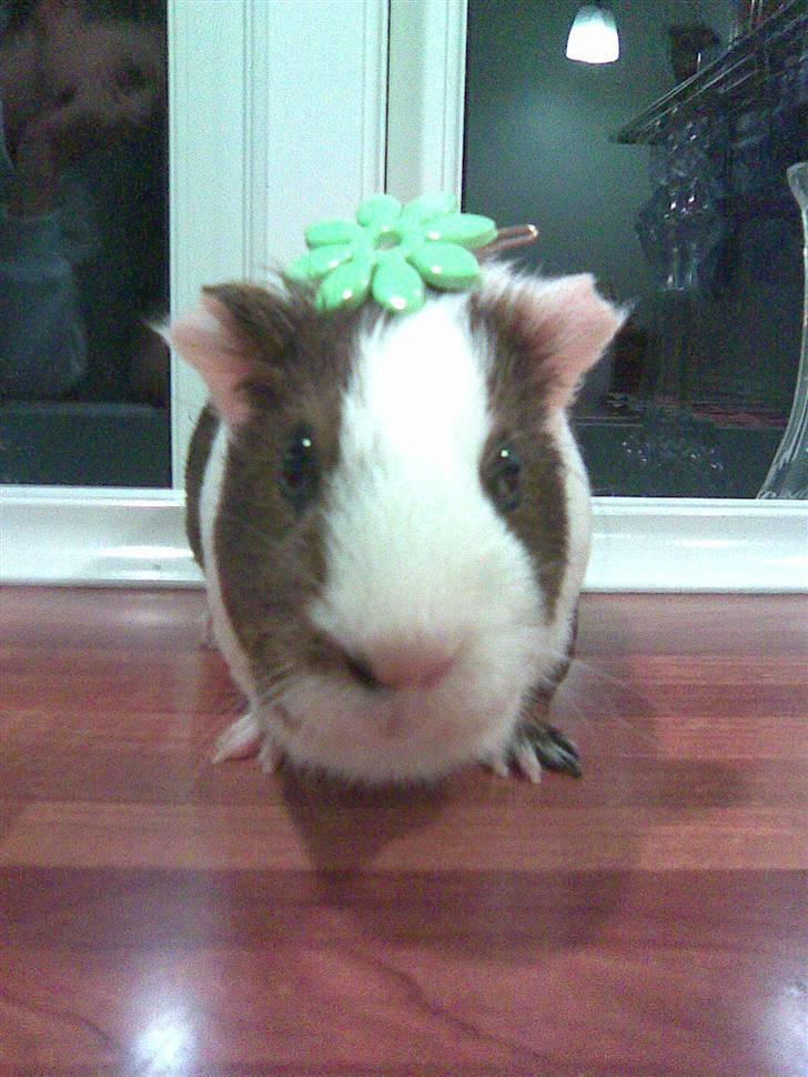 Marsvin Pølse billede 3