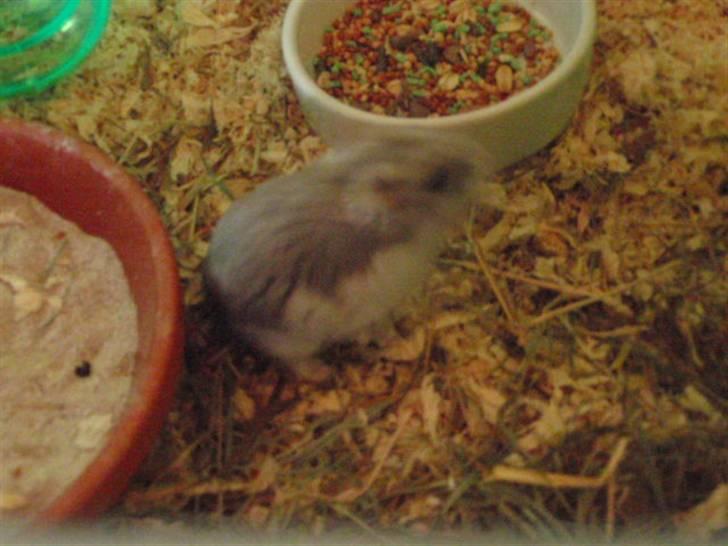 Dværghamster Biancha billede 8