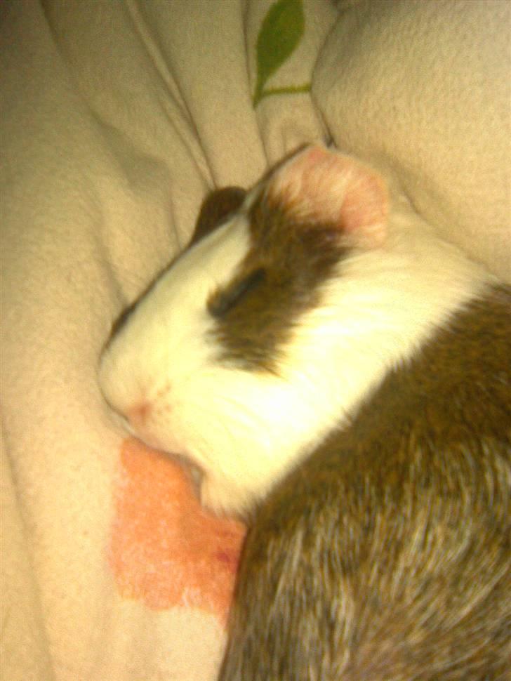 Marsvin Pølse billede 4