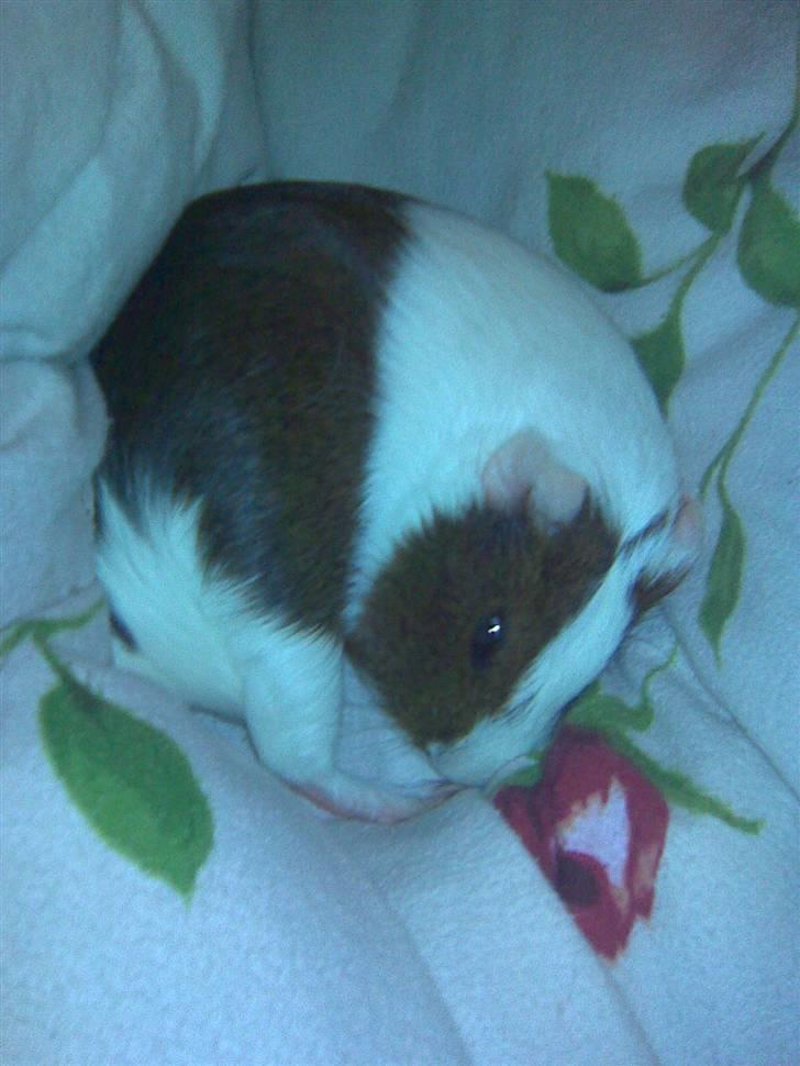 Marsvin Pølse billede 5