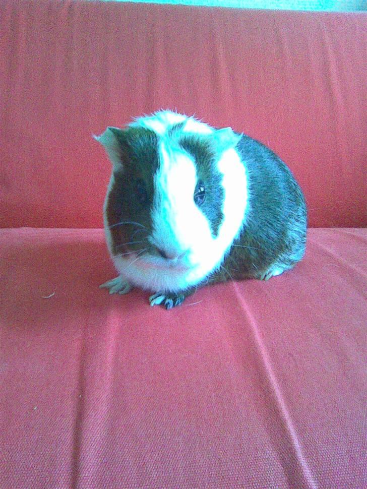 Marsvin Pølse billede 6