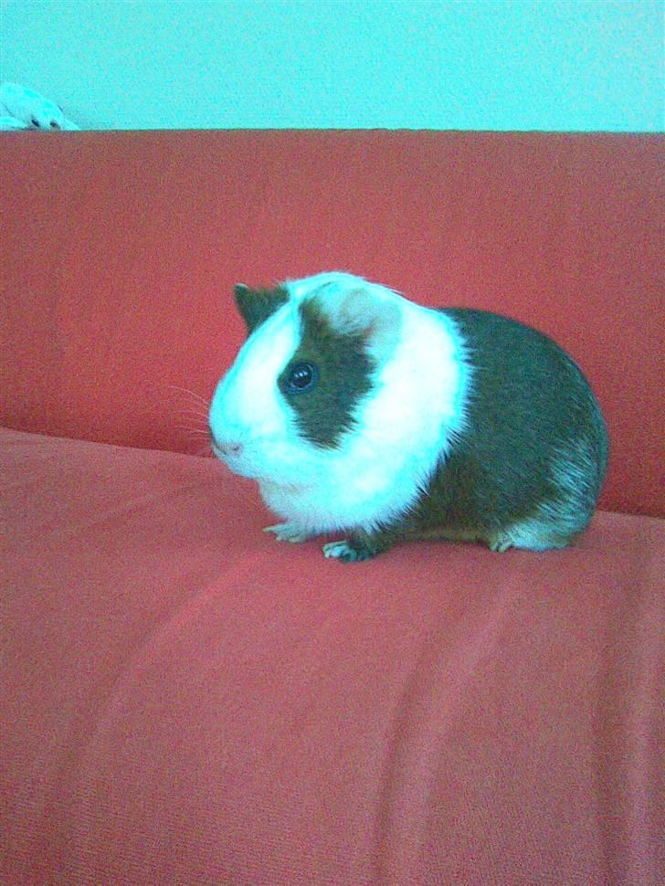 Marsvin Pølse billede 7