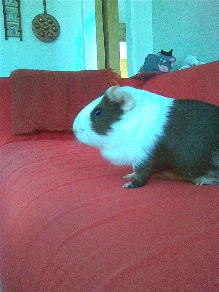 Marsvin Pølse billede 8