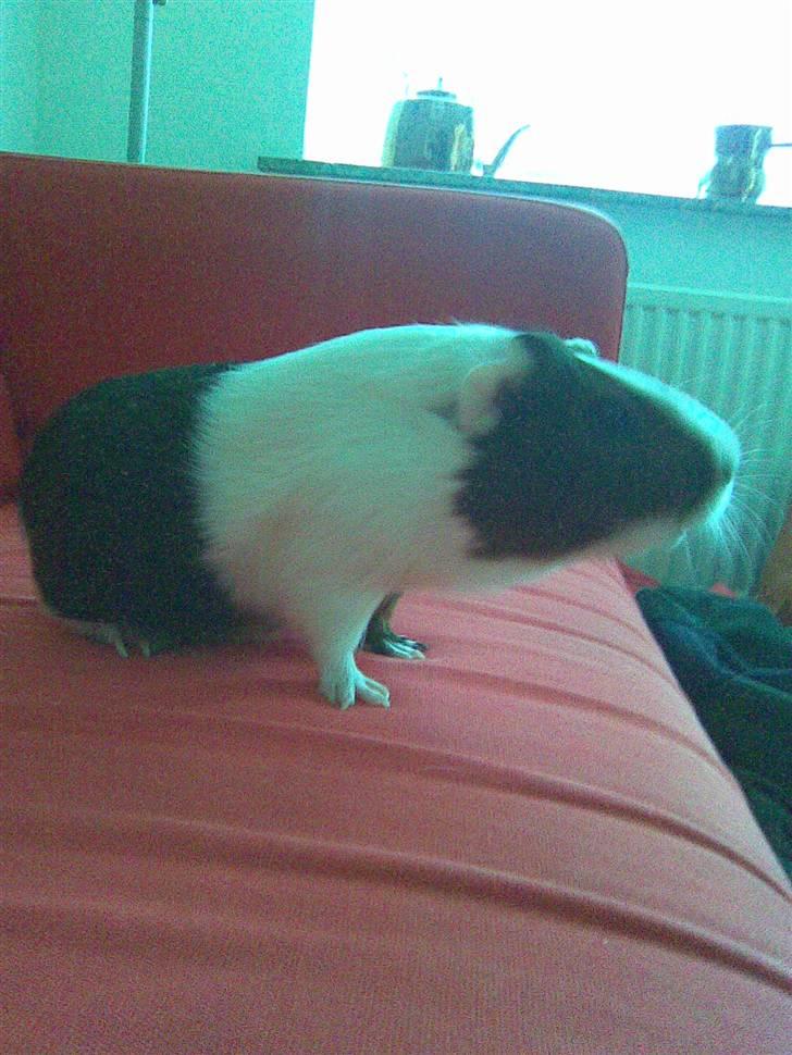 Marsvin Pølse billede 9