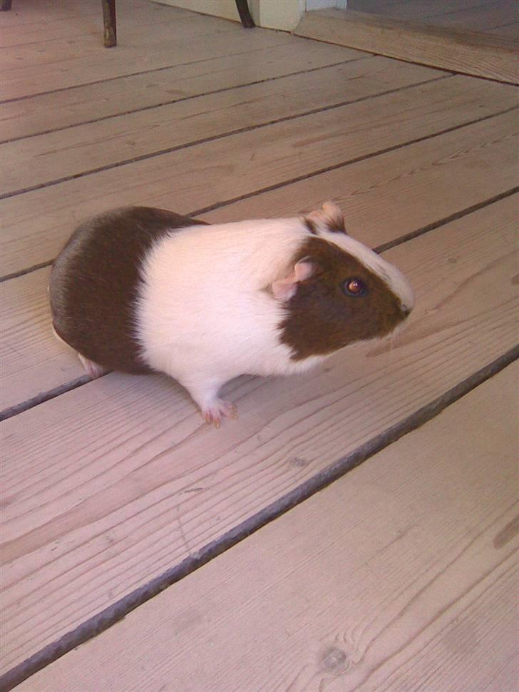 Marsvin Pølse billede 10