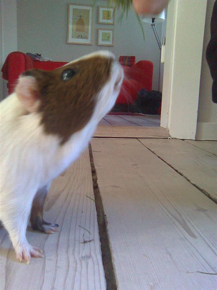 Marsvin Pølse billede 11