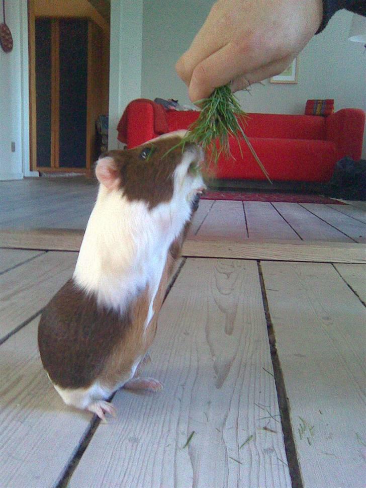 Marsvin Pølse billede 12