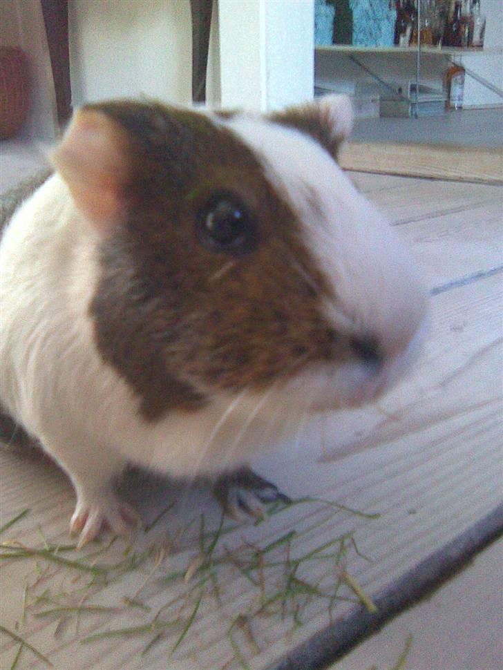 Marsvin Pølse billede 13