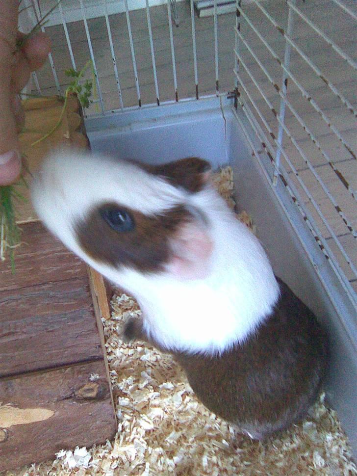 Marsvin Pølse billede 14