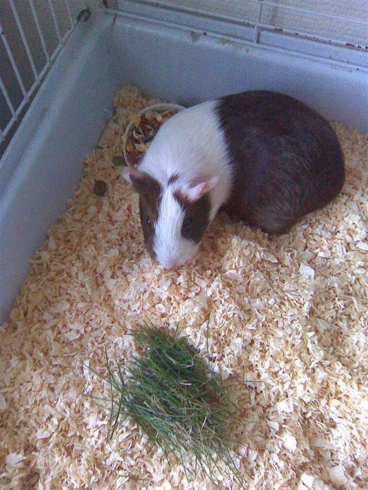 Marsvin Pølse billede 15