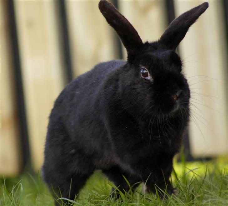 Kanin Millions † Black Beauty † - 15) © MichelleGreveNielsen 2010 - Intet må kopieres uden min tilladelse! billede 15