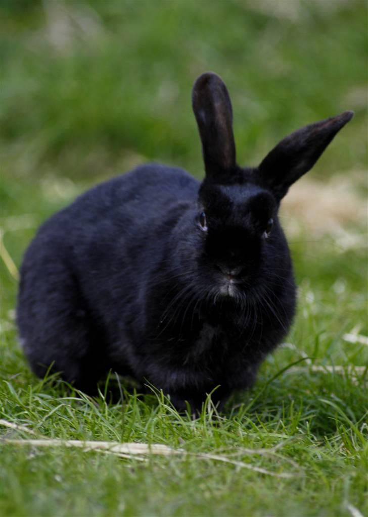 Kanin Millions † Black Beauty † - 16) © MichelleGreveNielsen 2010 - Intet må kopieres uden min tilladelse! billede 16