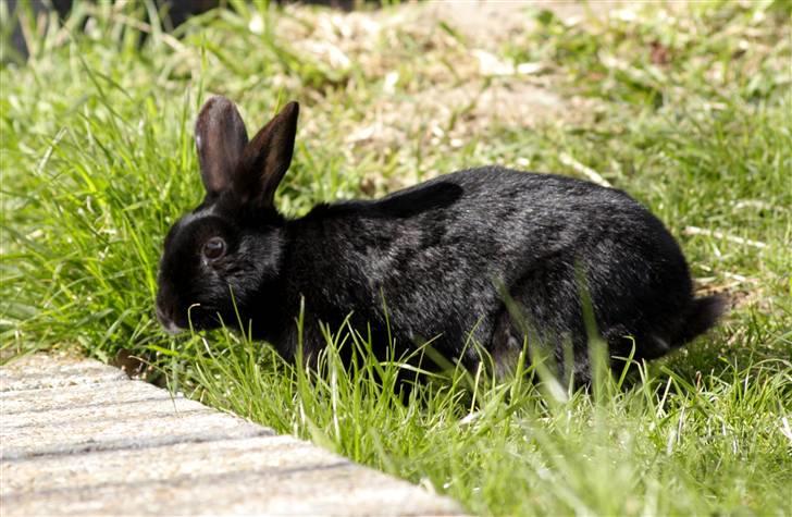 Kanin Millions † Black Beauty † - 17) © MichelleGreveNielsen 2010 - Intet må kopieres uden min tilladelse! billede 17