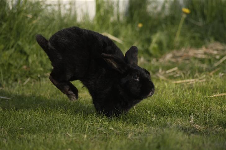 Kanin Millions † Black Beauty † - 18) Hopla? xD © MichelleGreveNielsen 2010 - Intet må kopieres uden min tilladelse! billede 18