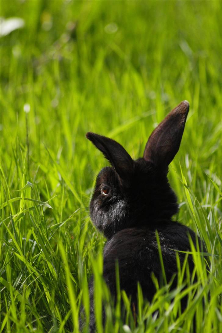 Kanin Millions † Black Beauty † - 19) BB på marken d. 23-05-2010 © MichelleGreveNielsen 2010 - Intet må kopieres uden min tilladelse! billede 19