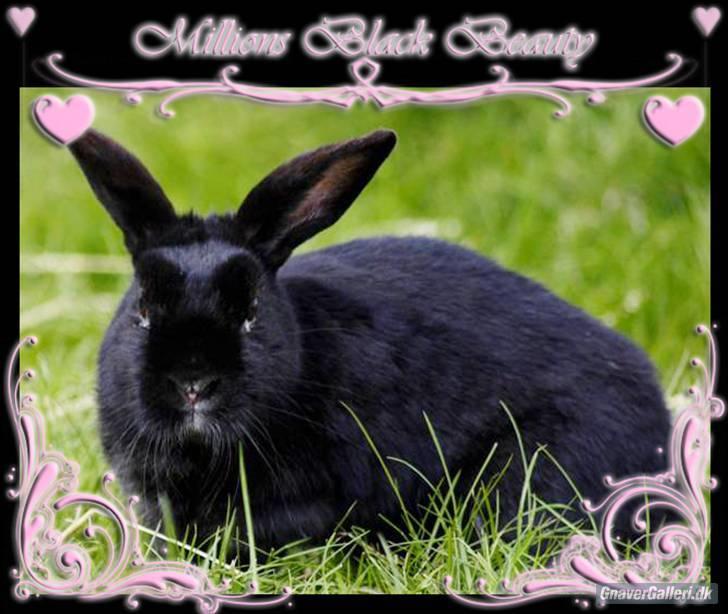 Kanin Millions † Black Beauty † - 20) © MichelleGreveNielsen 2010 - Intet må kopieres uden min tilladelse! billede 20