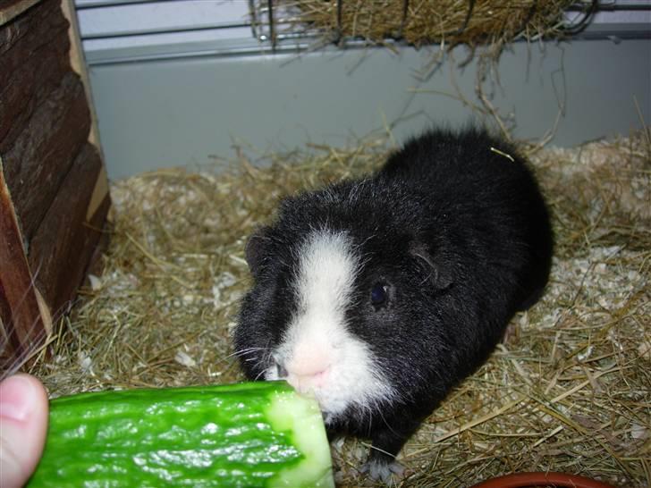 Marsvin Teddy billede 1