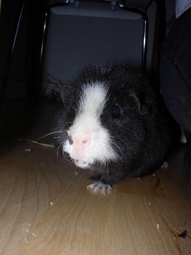 Marsvin Teddy billede 3
