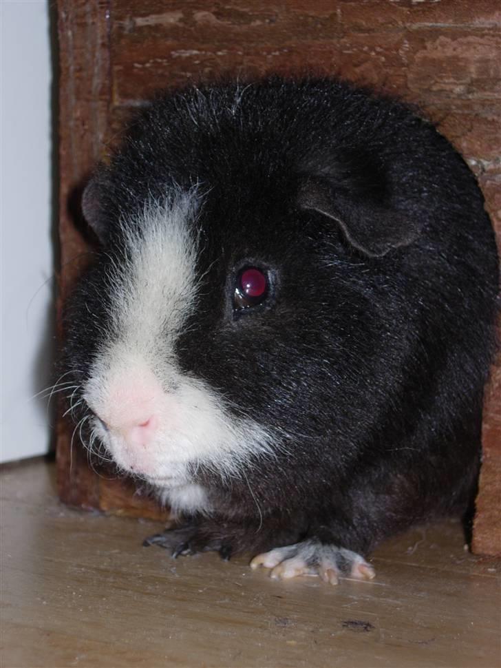 Marsvin Teddy billede 4