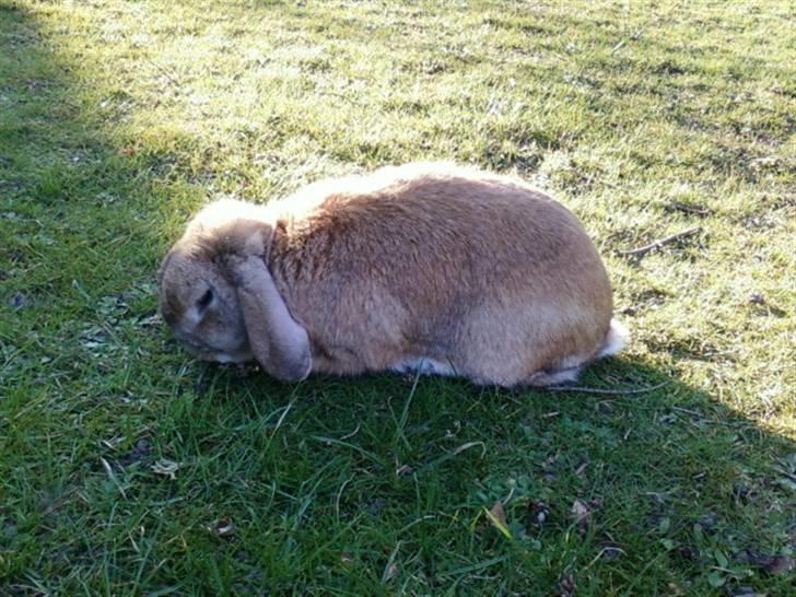 Kanin AM´s Snuske<3 Død d. 27-06.2010! - Mhhh grææs billede 17