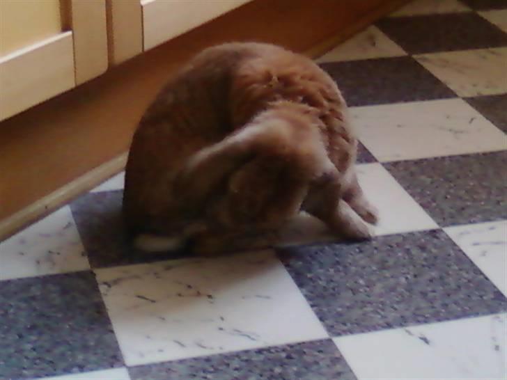 Kanin AM´s Snuske<3 Død d. 27-06.2010! - Uhh det klør.... billede 18