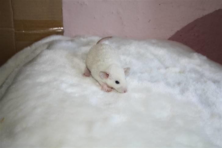 Tamrotte Alenya's Hvem billede 5