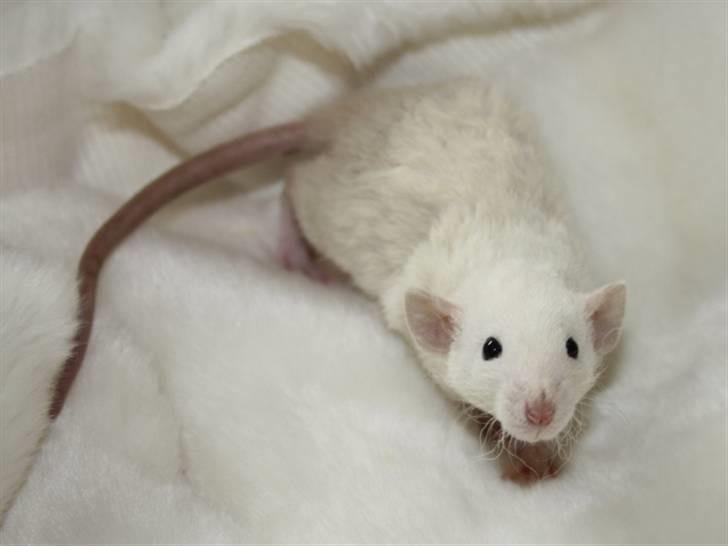 Tamrotte Alenya's Hvem billede 6