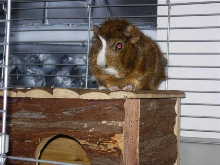 Marsvin Nemo - her bruger jeg meget af tiden så jeg kan holde øje med alle :D billede 5