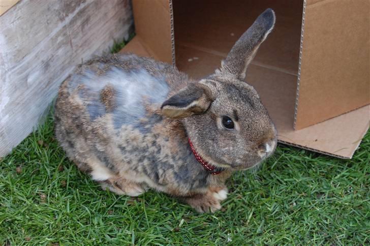 Kanin Karoline <3 billede 1