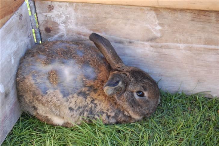 Kanin Karoline <3 billede 2