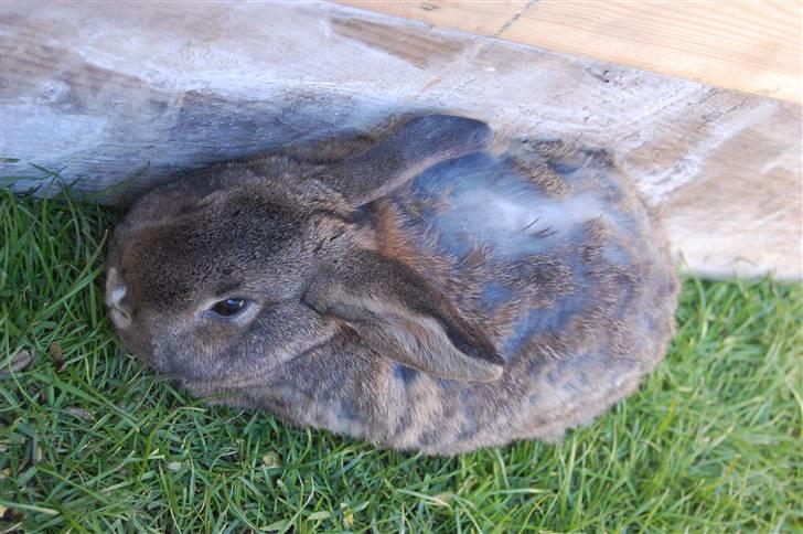 Kanin Karoline <3 billede 3