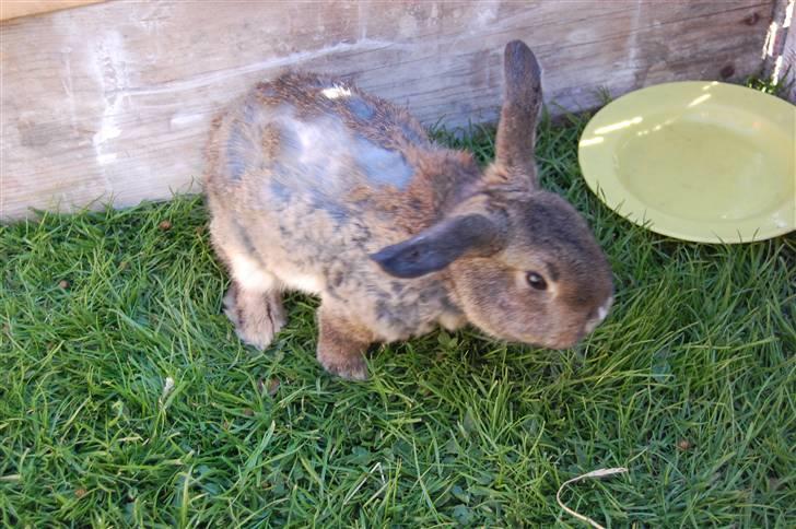 Kanin Karoline <3 billede 4