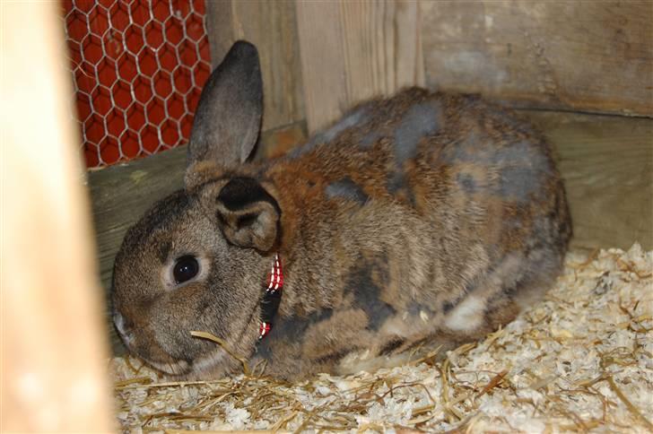 Kanin Karoline <3 billede 5