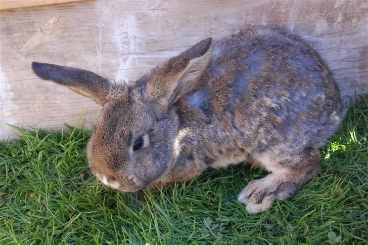 Kanin Karoline <3 billede 6