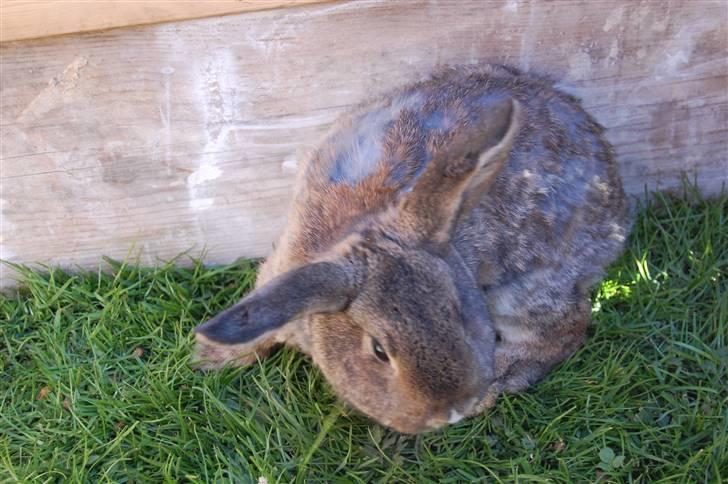 Kanin Karoline <3 billede 7