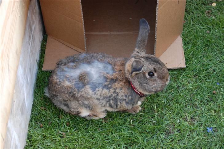 Kanin Karoline <3 billede 8