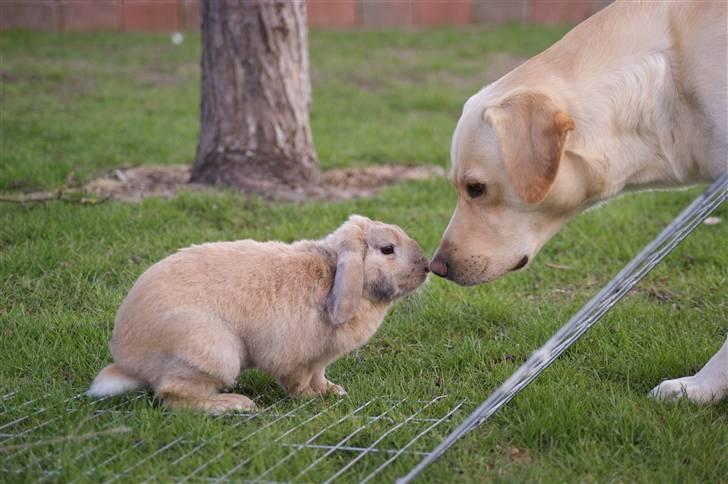 Kanin Buster - Buster Elsker Hunde! :-P billede 1