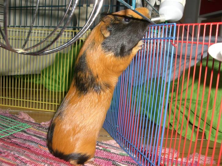 Marsvin Twiggy<'3 givet væk..<3 - 7# miiiiin<3 :´) billede 7