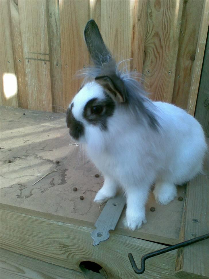 Kanin Nelly - Nelly der sidder og nyder udsigtenfra sin "Altan" haha ;D billede 1
