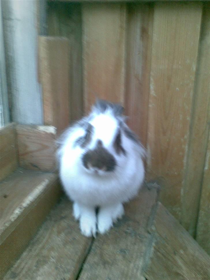 Kanin Nelly - Arrrhh.. ikke flere billeder.. (: <3 billede 3