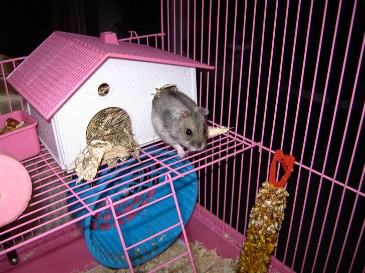 Dværghamster Ingolf R.I.P - Ingolf <3 billede 1