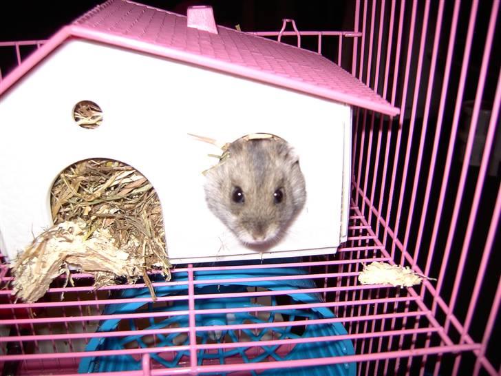 Dværghamster Ingolf R.I.P -  ;b <3 billede 2