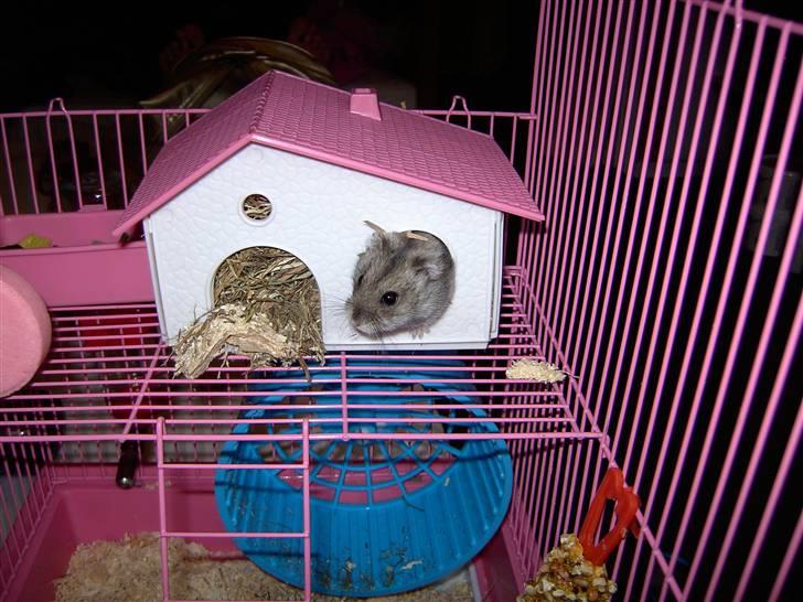 Dværghamster Ingolf R.I.P - Min lille skat <3 billede 3