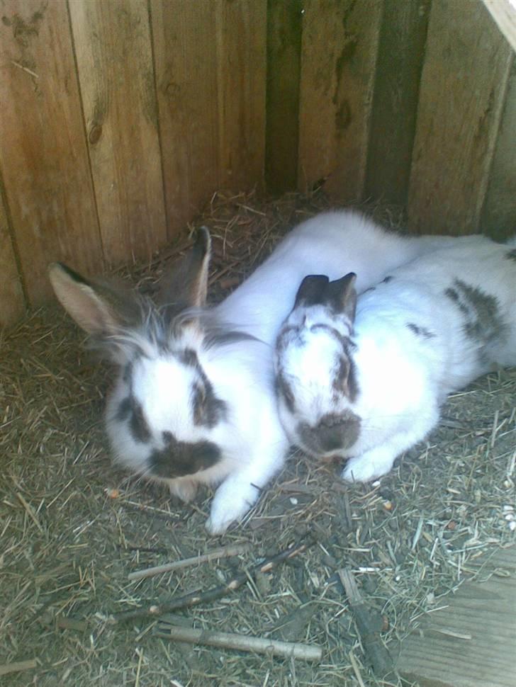 Kanin Nelly - Nelly og hendes dejlige mor "Beauty" <3 billede 4