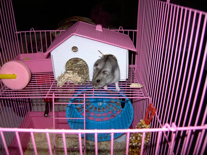 Dværghamster Ingolf R.I.P - Ingolf ;b billede 4