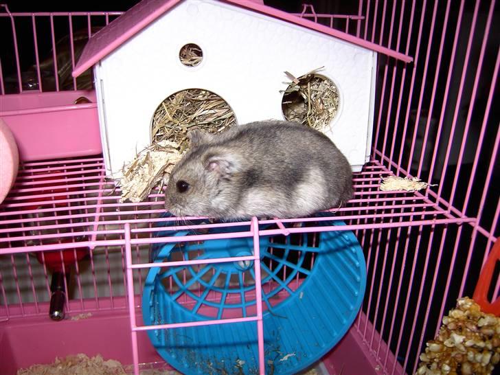Dværghamster Ingolf R.I.P - ;p billede 5
