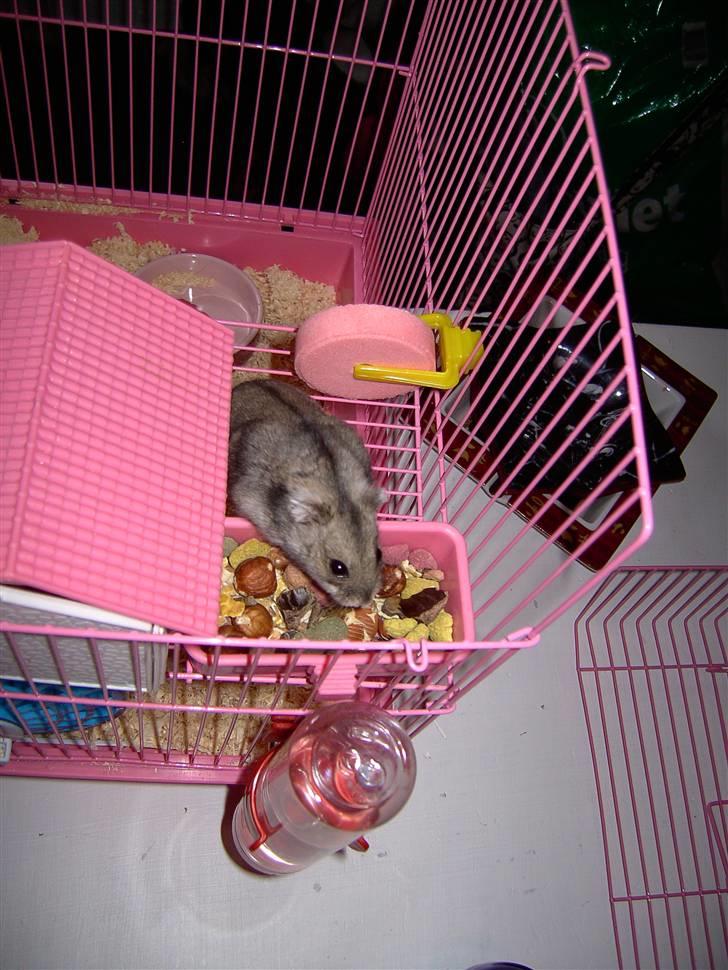 Dværghamster Ingolf R.I.P - Min lille baby blev sulten <3 billede 6