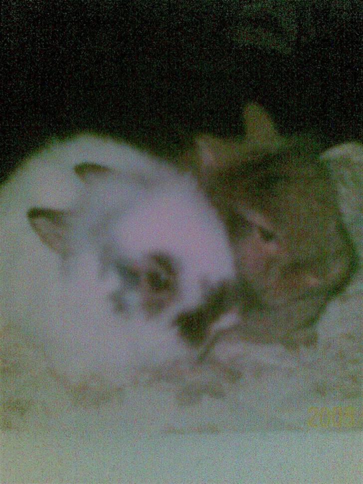 Kanin Nelly - Ved godt det ikke lige er det bedste kvalitet.. Men.. Nelly og hendes bror "Blackie" <3 billede 5