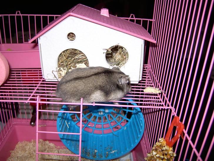 Dværghamster Ingolf R.I.P - Min lille baby<3 billede 7